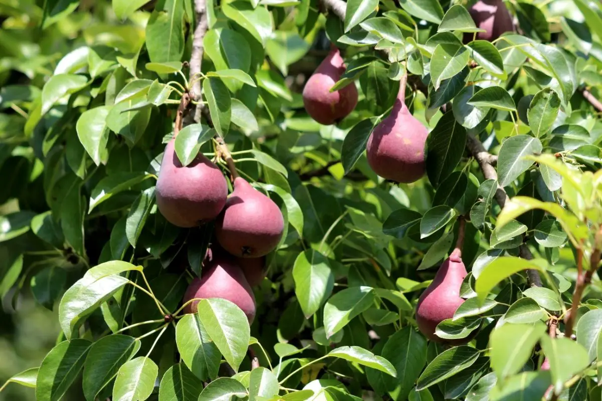 30 Perfect Pear Trees (Including Pictures)