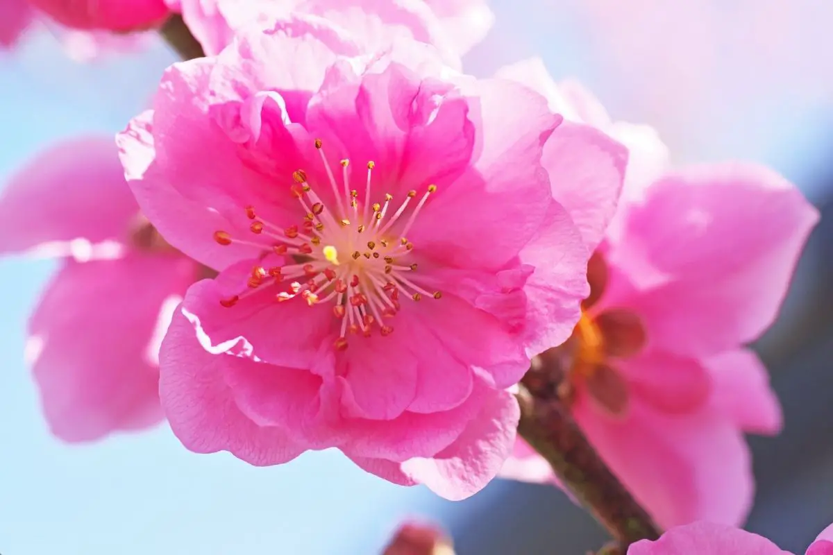 7 Amazing Almond Flowers (Including Photos)
