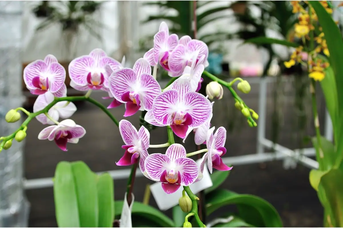 7 Ways To Prolong The Lifespan Of Your Orchid