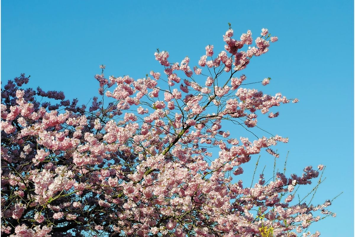 9 Pretty Pink Trees (Including Pictures)