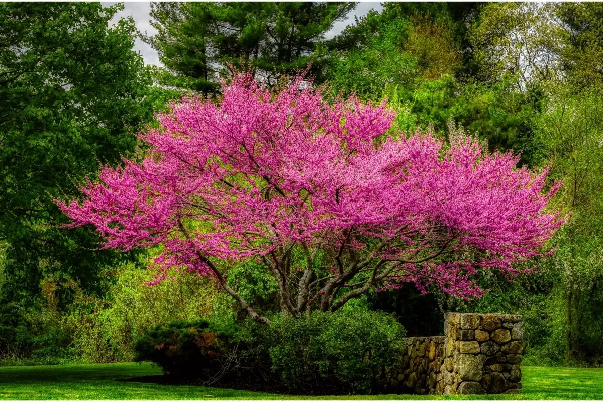 9 Pretty Pink Trees (Including Pictures)