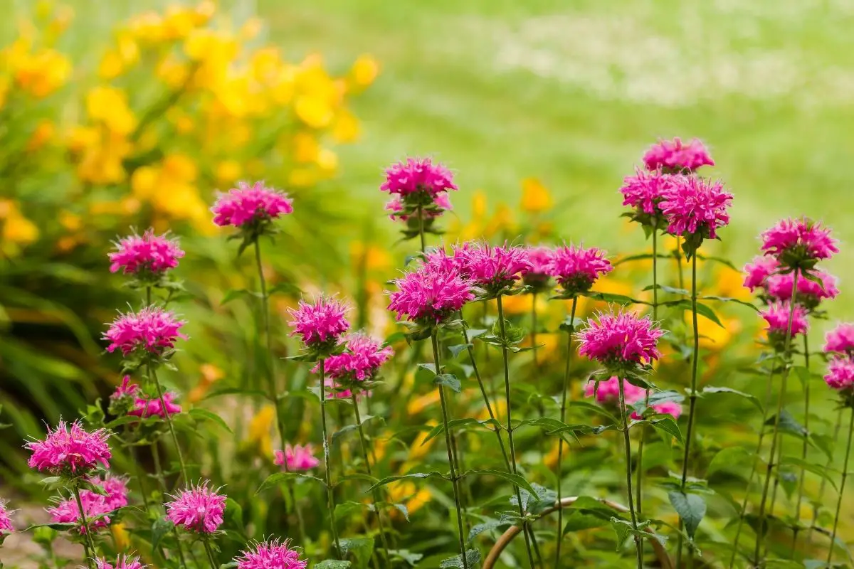 A Buzz In The Air: The Ultimate Guide To Bee Balm
