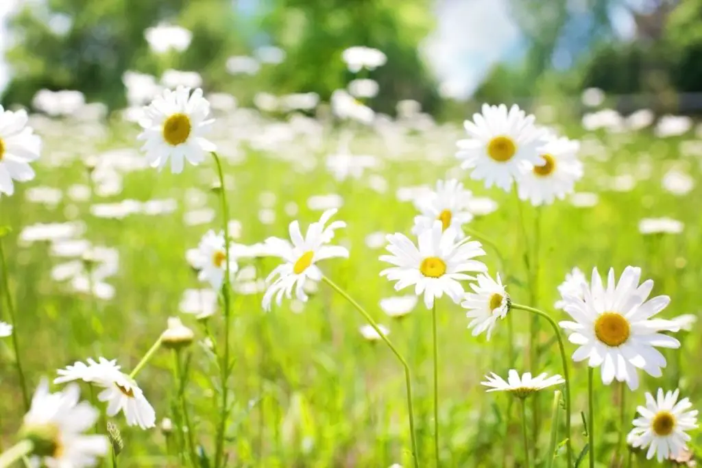 A Chain Reaction: The Ultimate Guide to Daisies