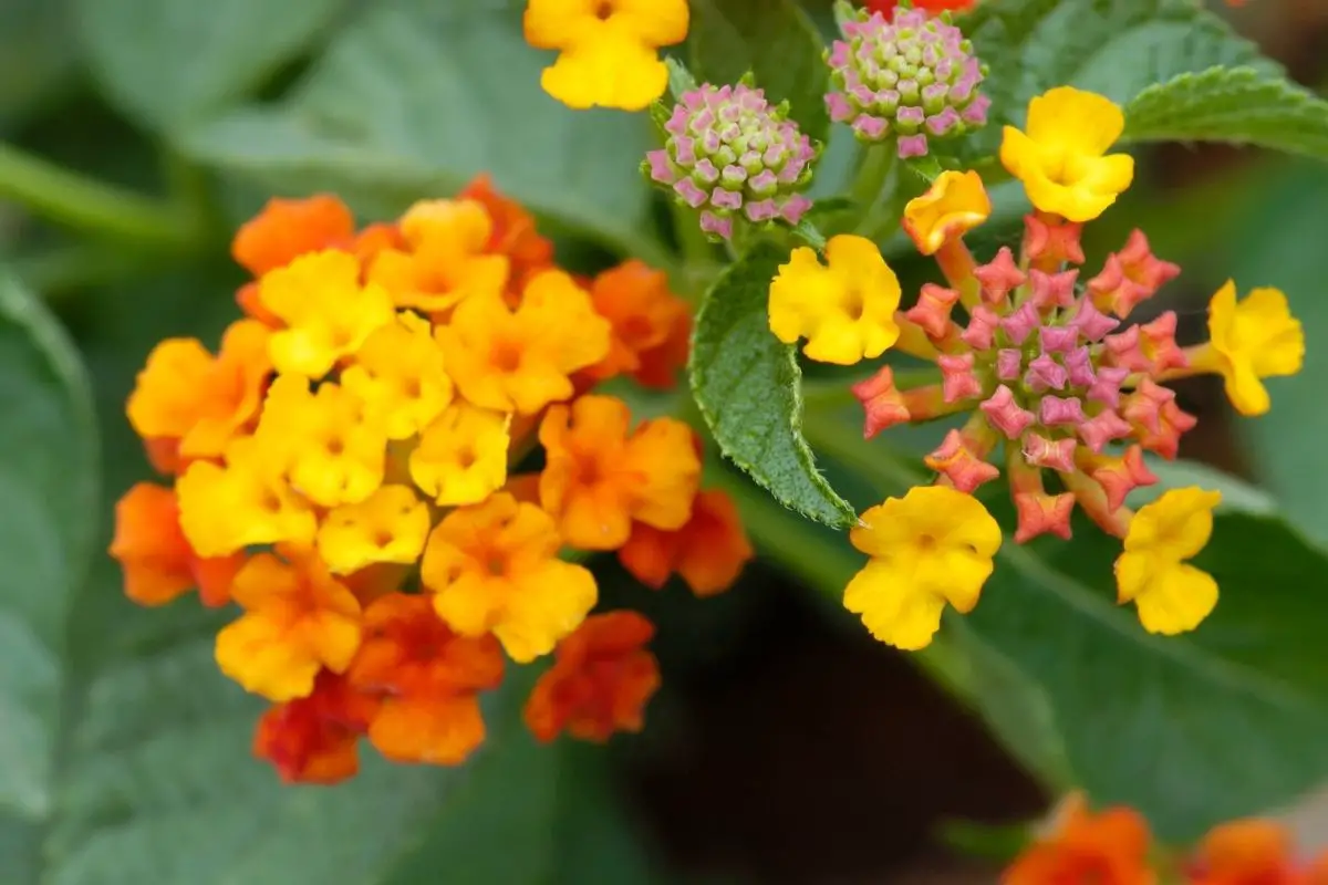 A Colorful Comfort: The Ultimate Guide To Lantanas
