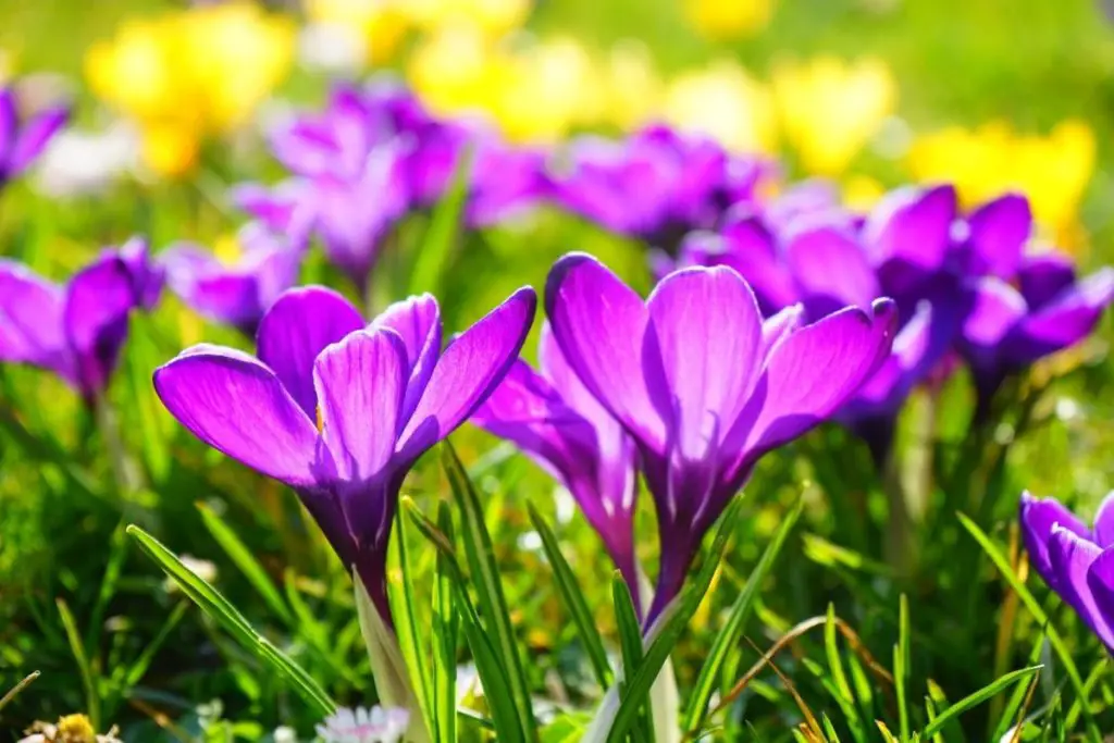 A Crock of Gold The Ultimate Guide to Crocuses