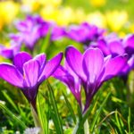A Crock of Gold: 19 Different Types Of Crocuses