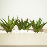 A Little TLC: How Often You Should Water Your Aloe Vera