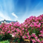 A Lovely Shade Of Pink: Common Types Of Oleanders