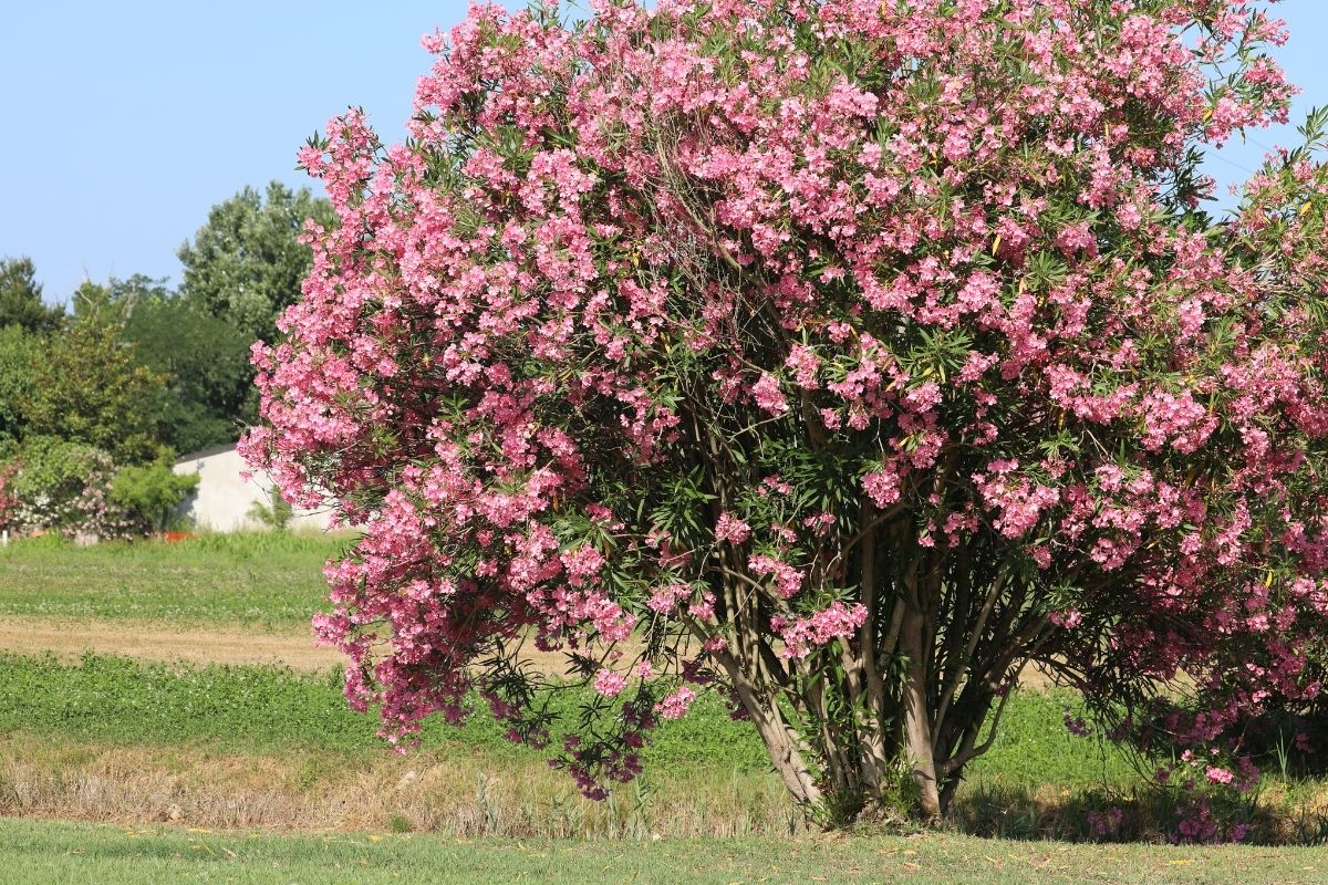 A Lovely Shade Of Pink: The Ultimate Guide To Oleanders
