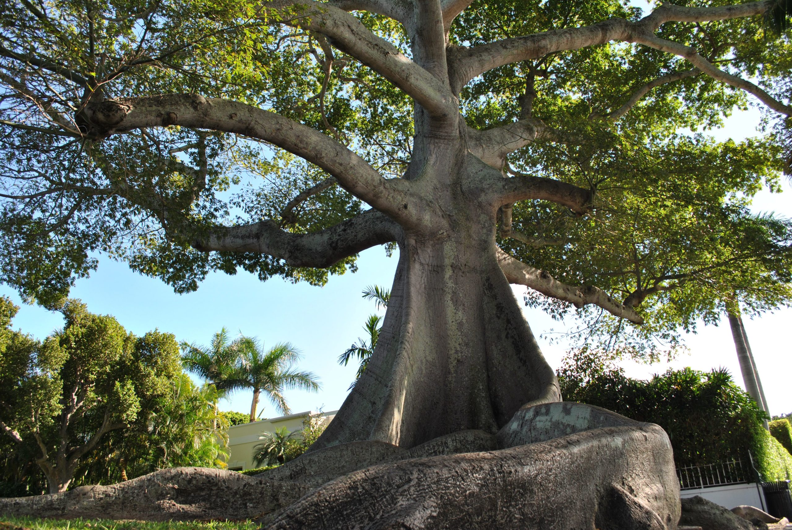 A Natureza é Bela! The Ultimate Guide to Brazilian Trees