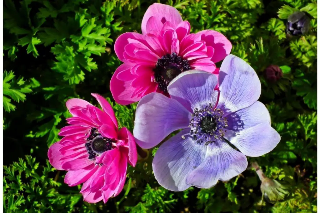 A Notable Beauty The Ultimate Guide to Anemones