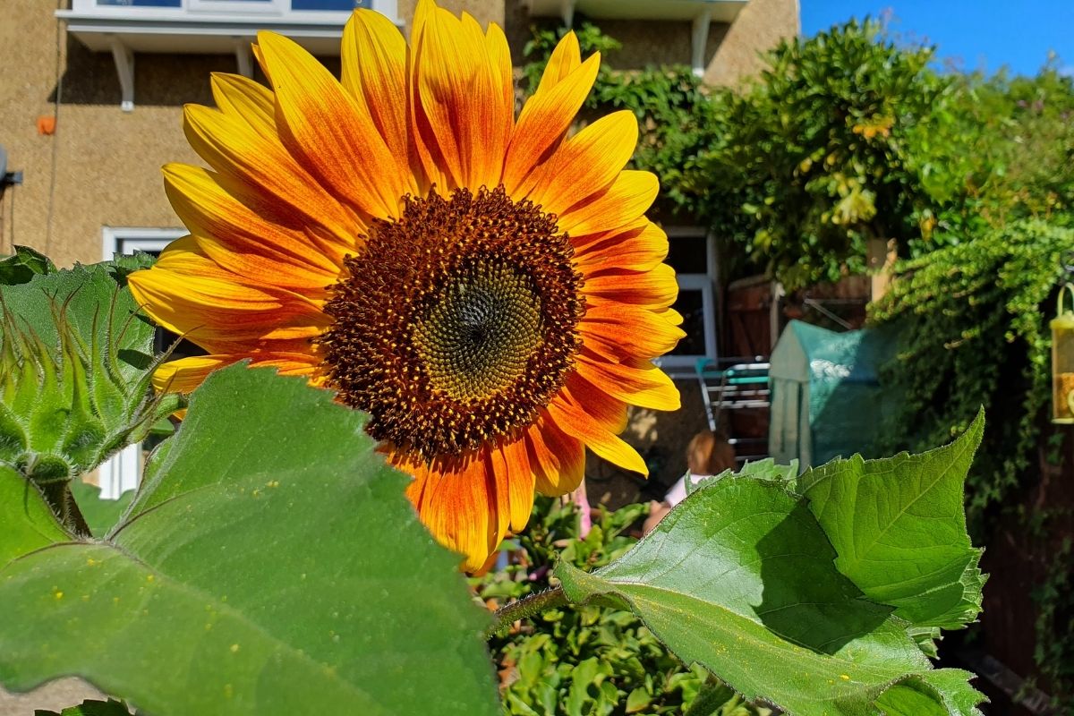 A Place in the Sun: The Ultimate Guide to Sunflowers