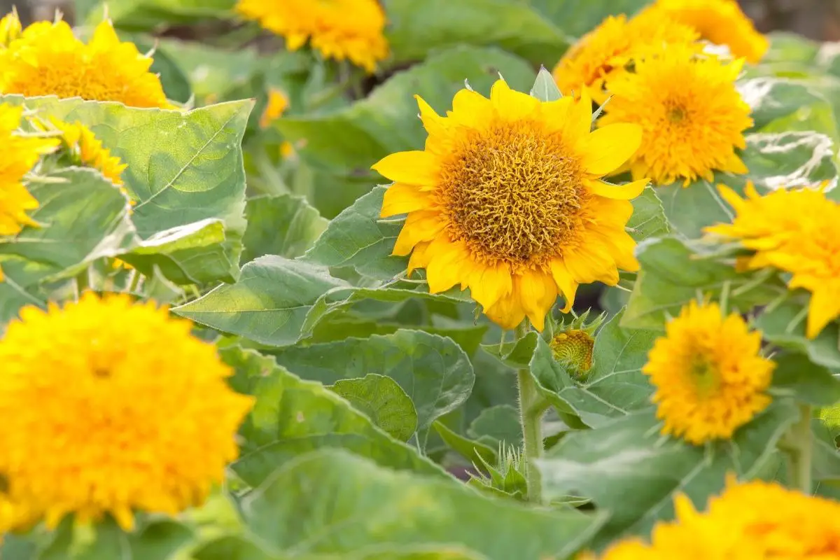 A Place in the Sun: The Ultimate Guide to Sunflowers
