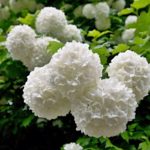 A Vibrant Variety: The Ultimate Guide To Viburnum Plants