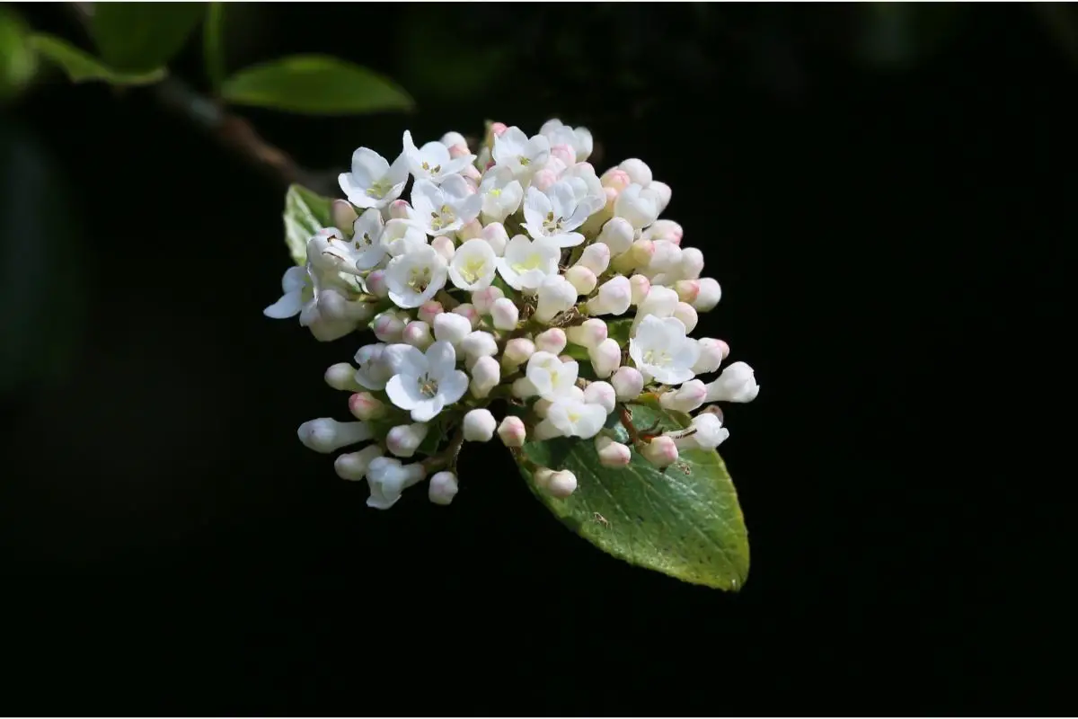 A Vibrant Variety: The Ultimate Guide to Viburnum Plants