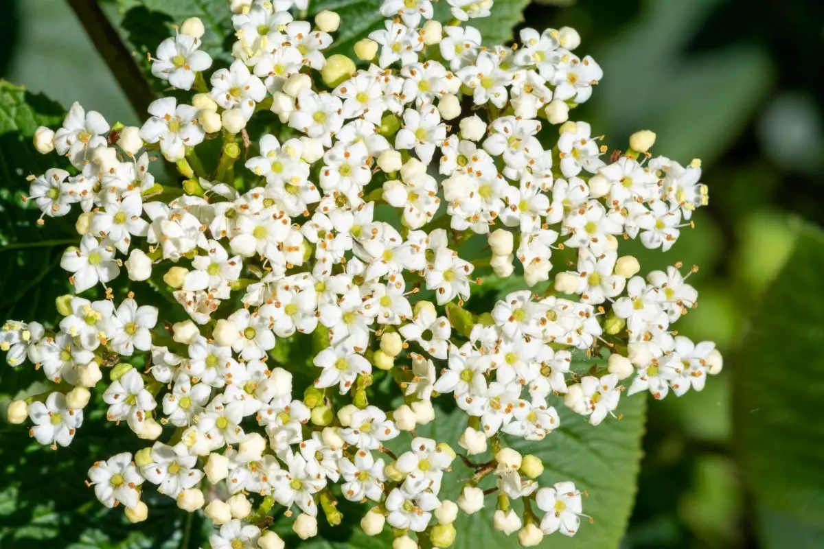 A Vibrant Variety: The Ultimate Guide to Viburnum Plants
