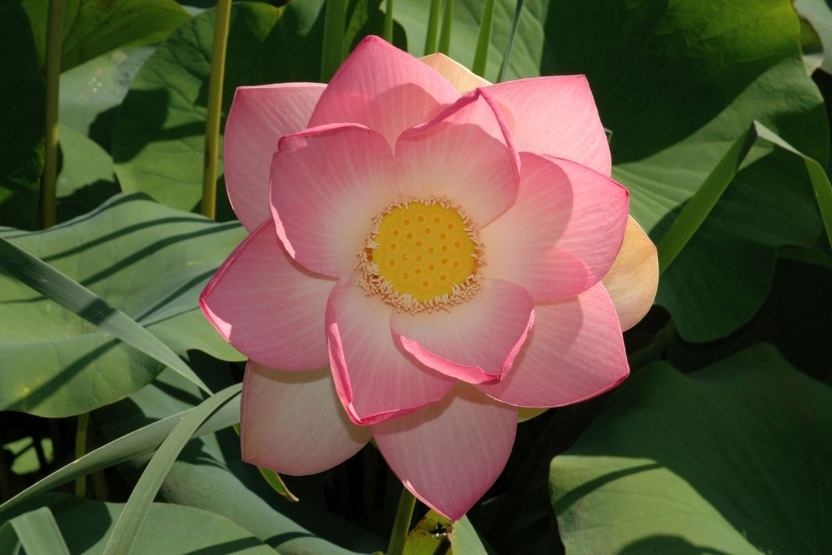 A Whole Lot Of Loveliness: The Ultimate Guide To Lotuses
