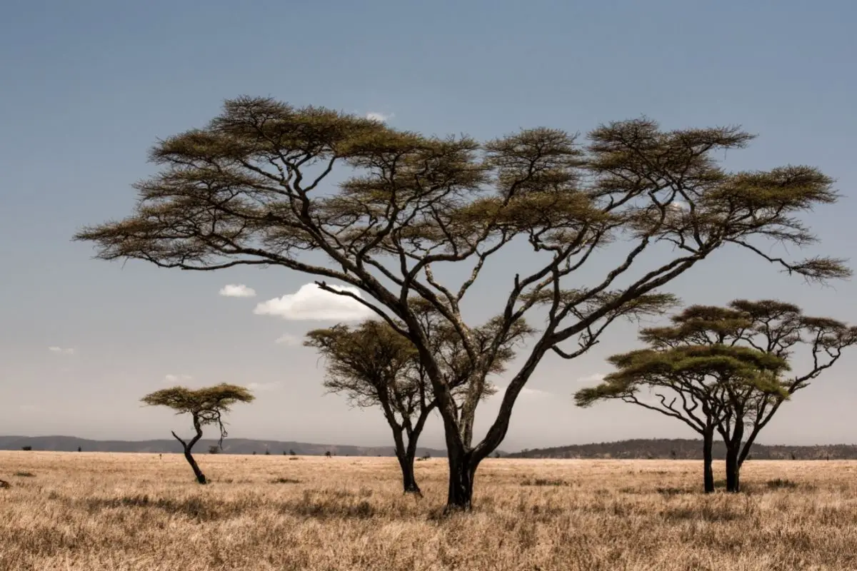 Types of african trees