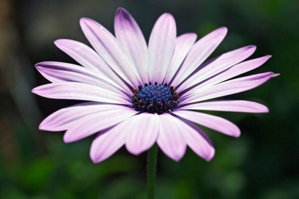 Types Of Daisies-African Daisy