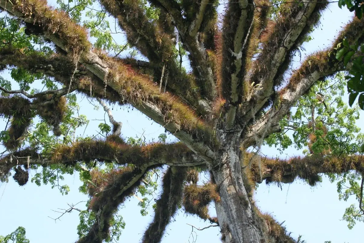Ahuehuete Tree – Ceiba Pentandra Mexican Trees