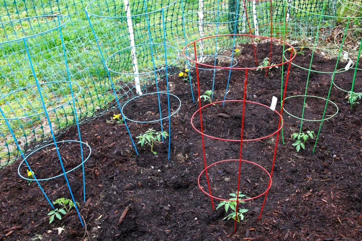 All Caged Up: How to Use a Tomato Cage