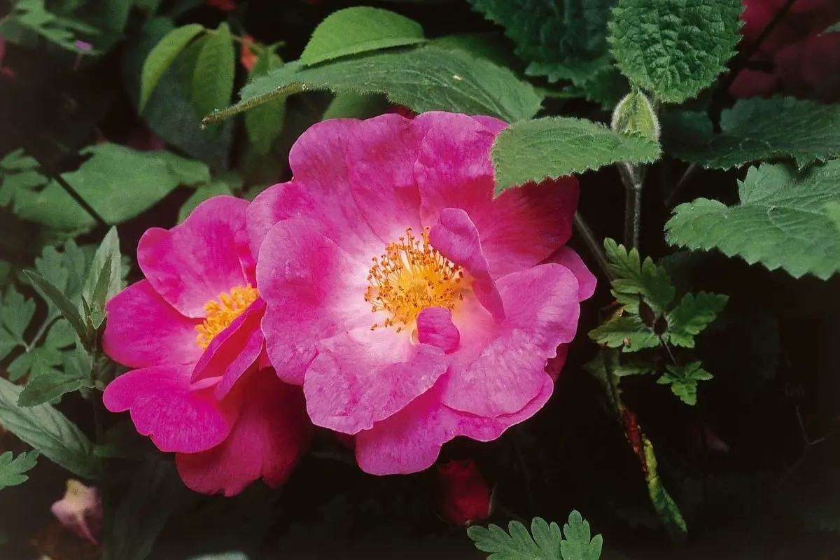 All Coming Up Roses: The Ultimate Guide To Roses
