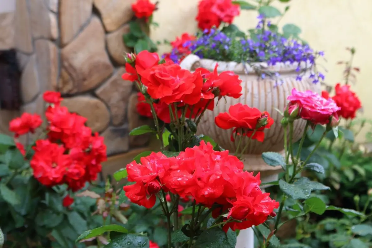 All Coming Up Roses: The Ultimate Guide To Roses
