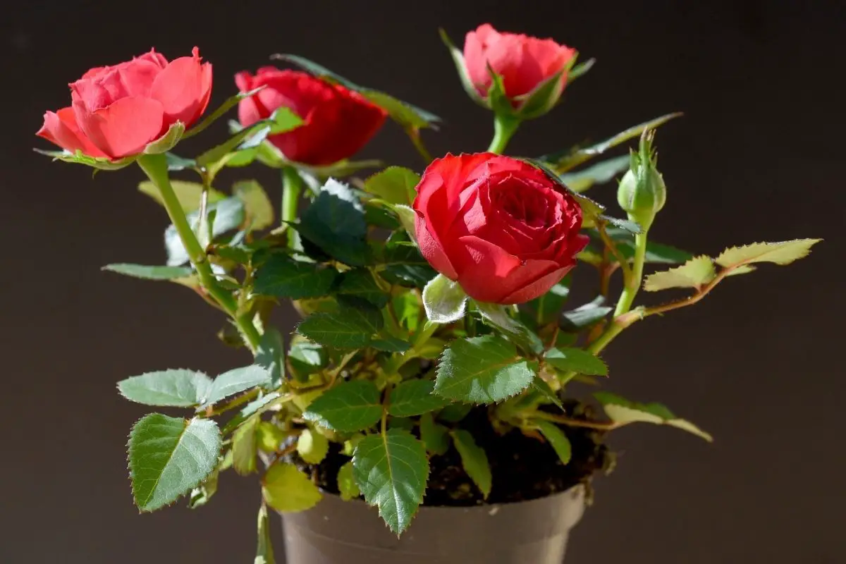 All Coming Up Roses: The Ultimate Guide to Roses