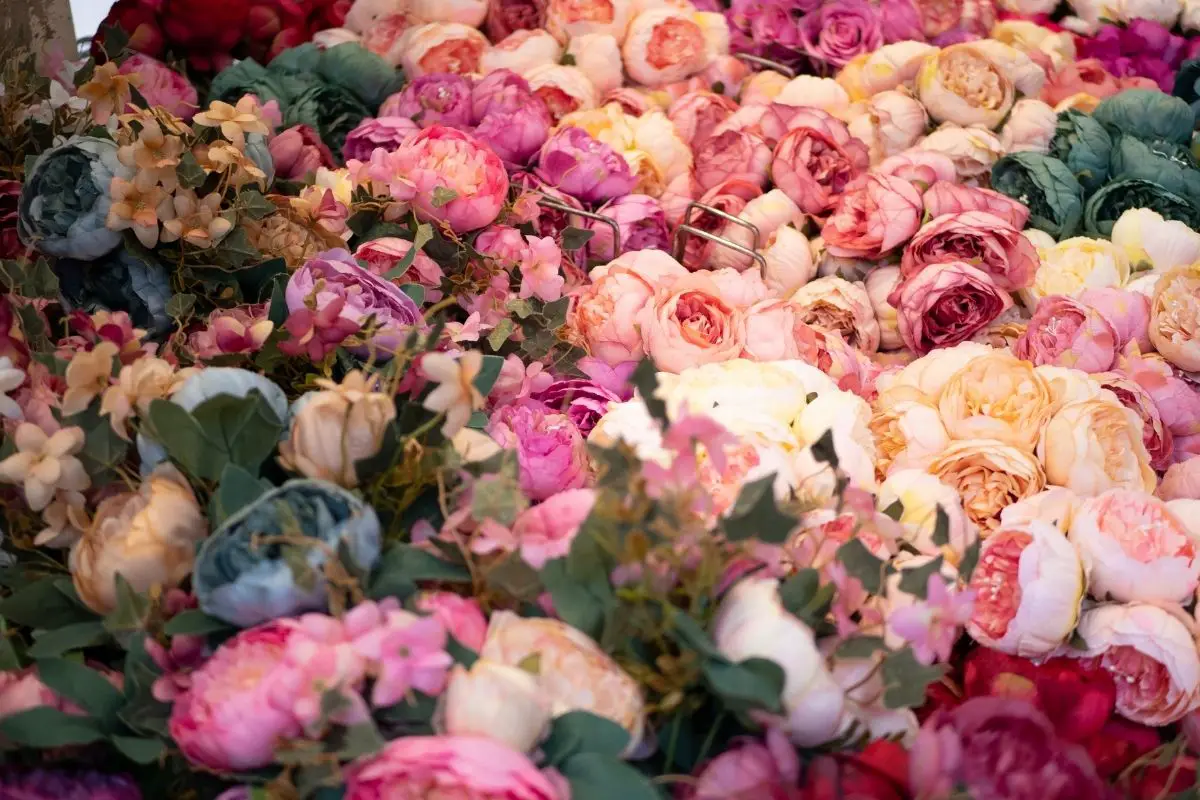All Coming Up Roses: The Ultimate Guide to Roses - types of roses