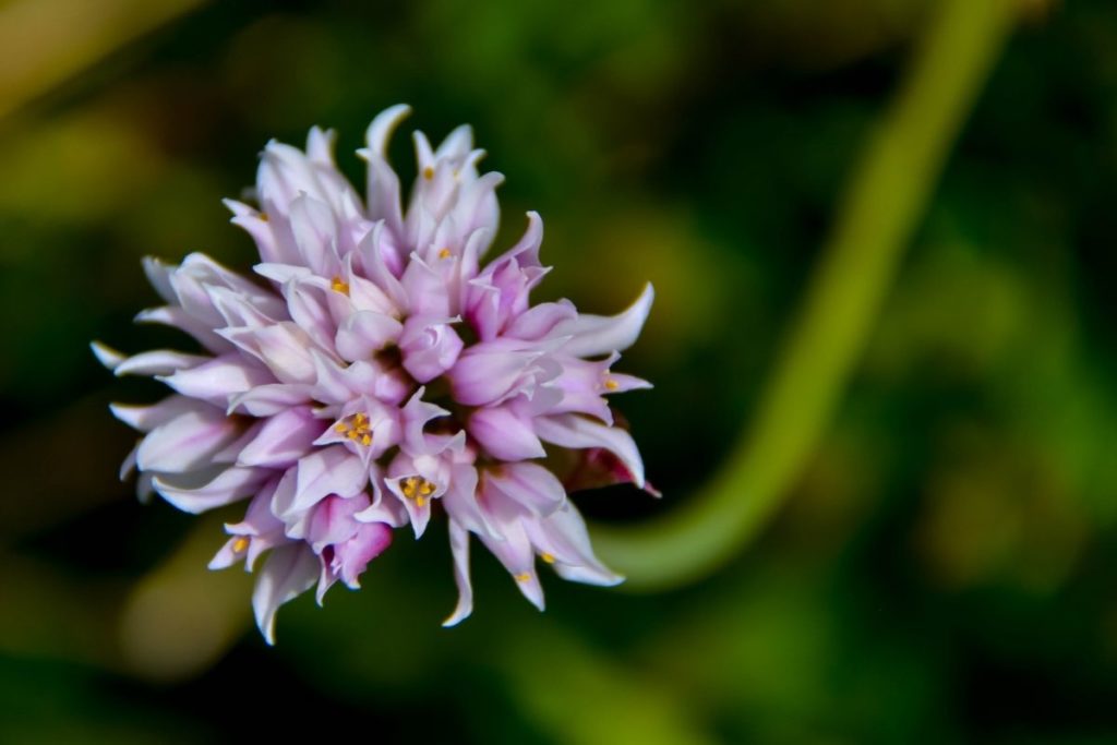 Allium Geyeri