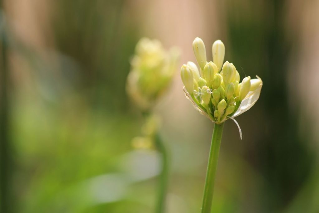 Allium Paradoxum 