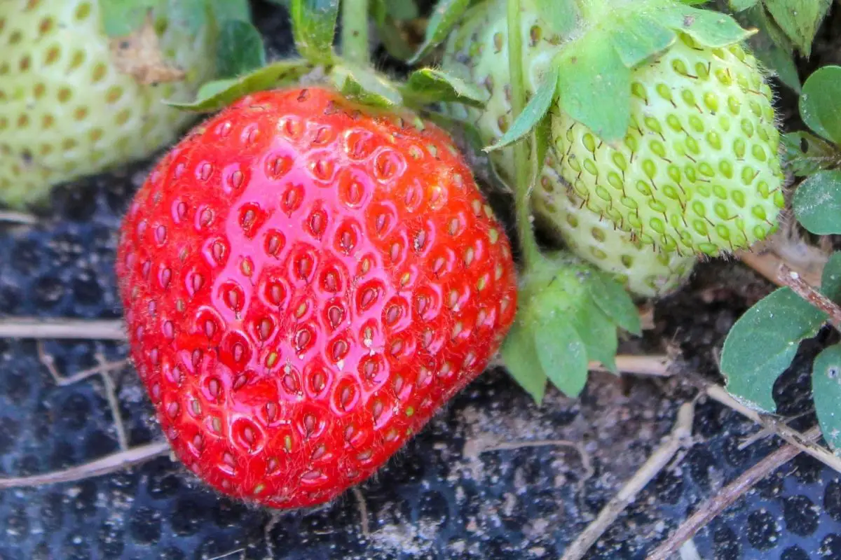 Allstar strawberry fruits
