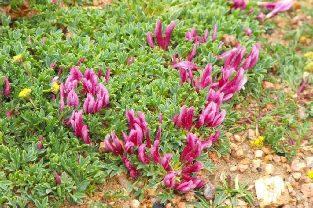 Alpine Clover (Trifolium alpinum)