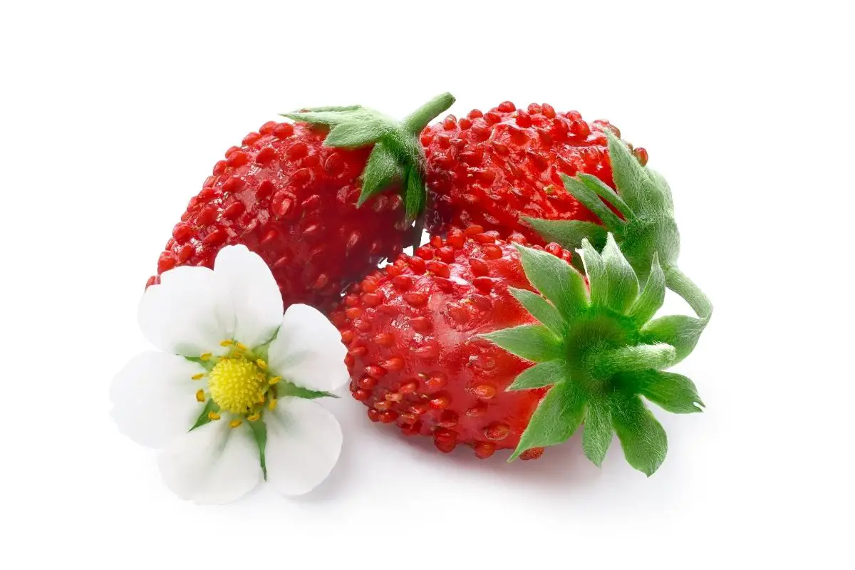 Alpine strawberry fruits