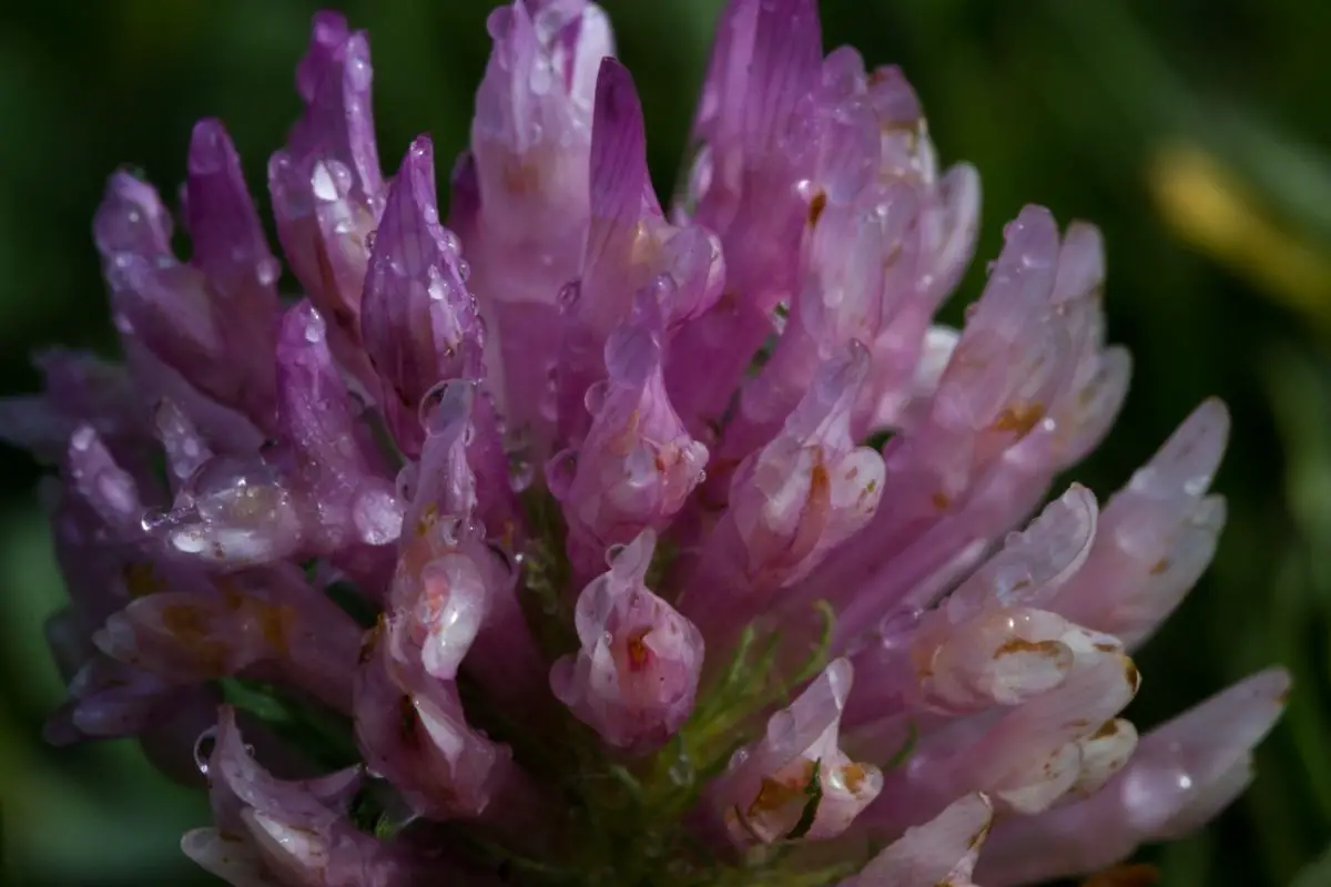 Alsike Clover (Trifolium hybridum)