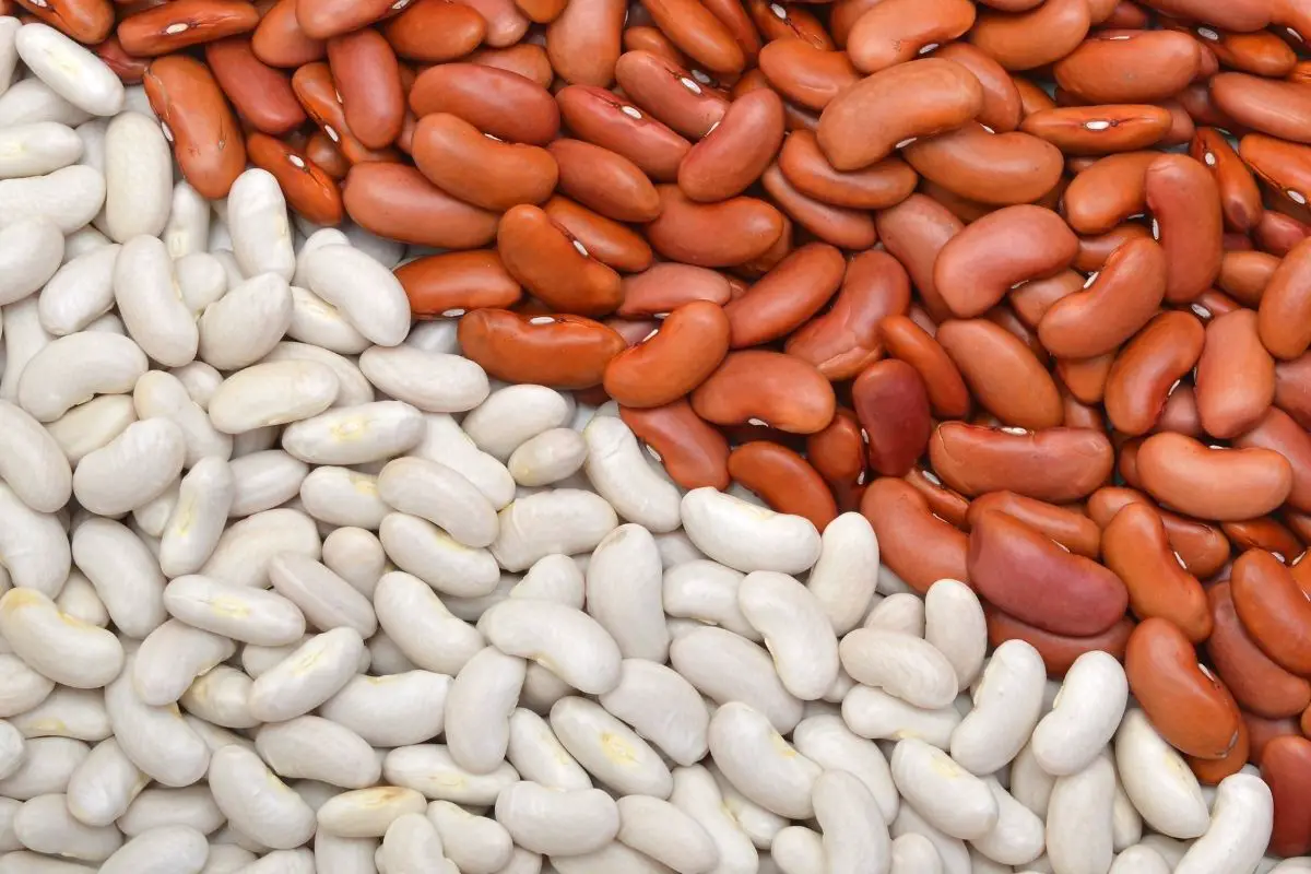 Alubias Beans