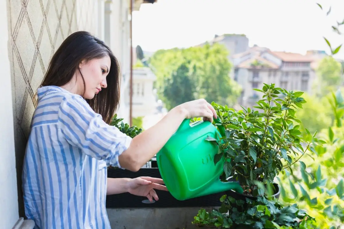 An Inside Job: How to Water Your Indoor Plants