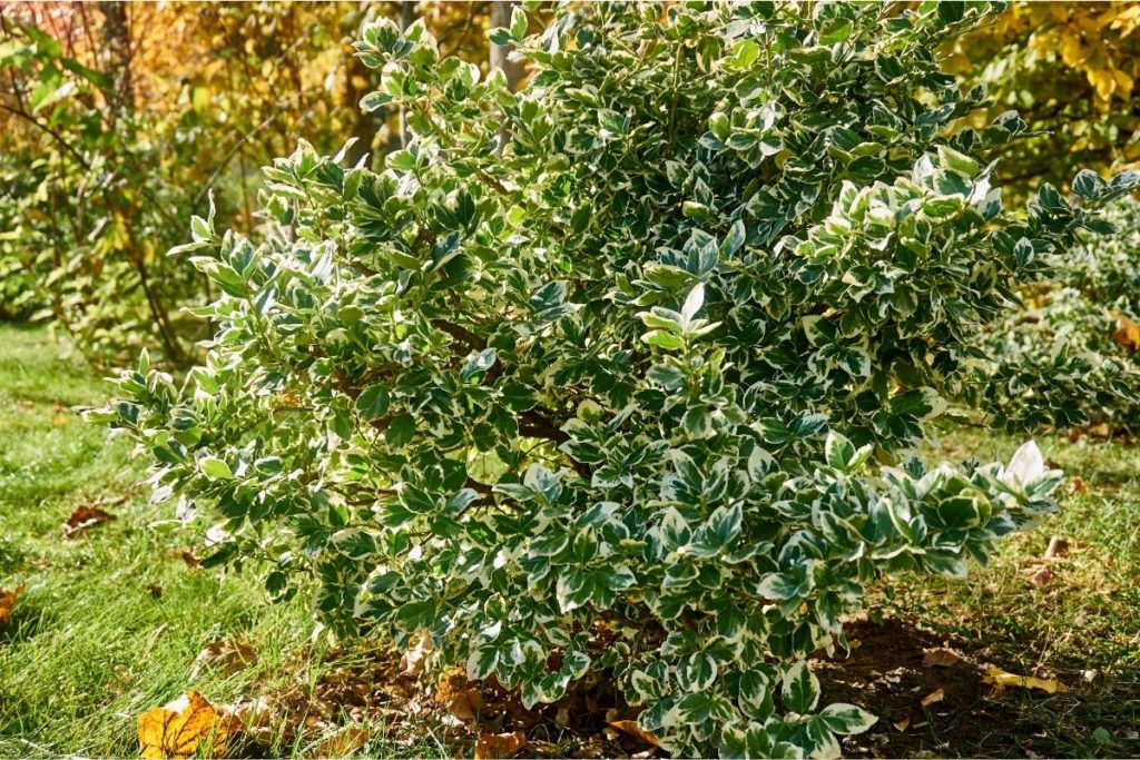 Argentea Marginata (Ilex aquifolium)