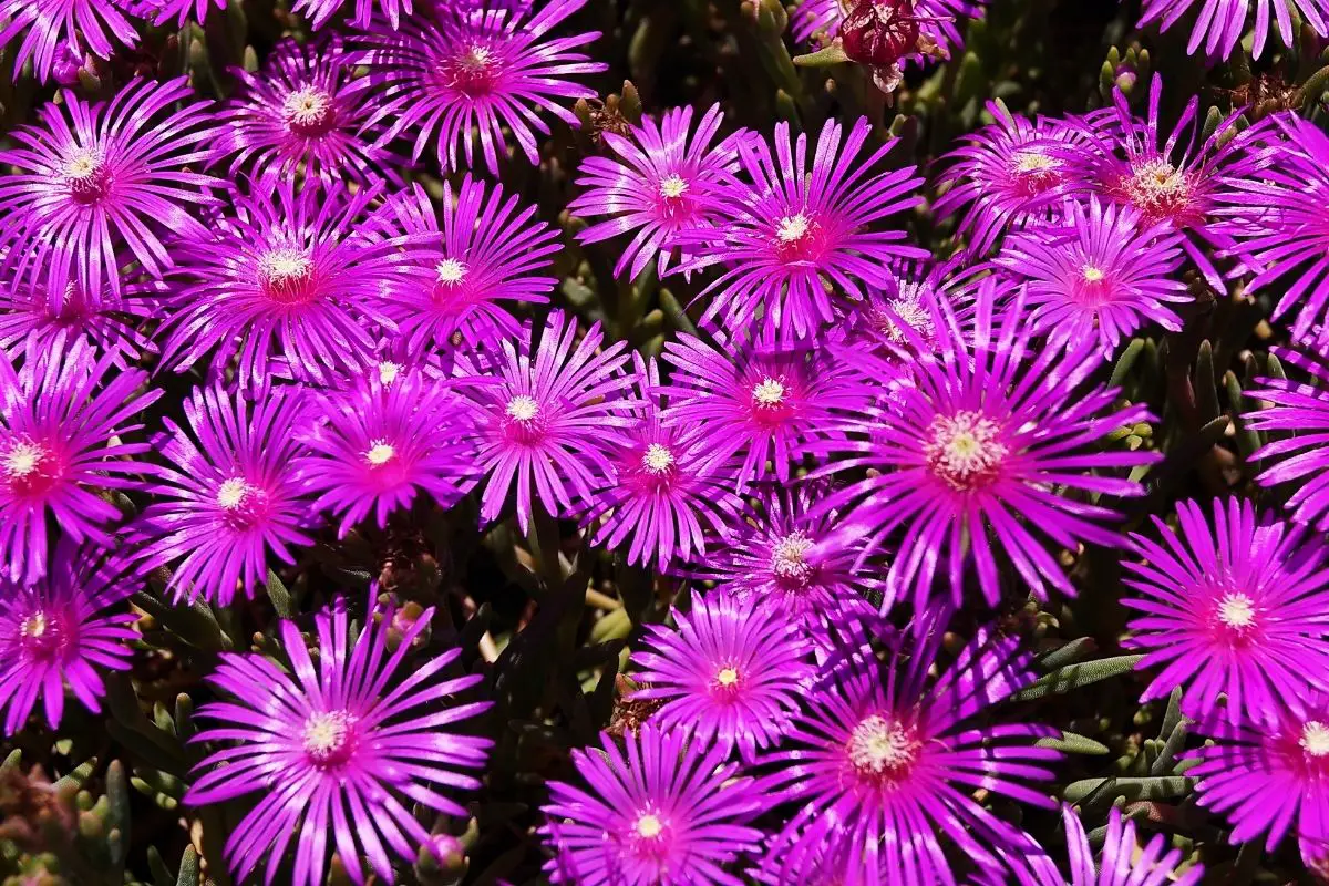 As Cold As Ice: The Ultimate Guide To Ice Plants
