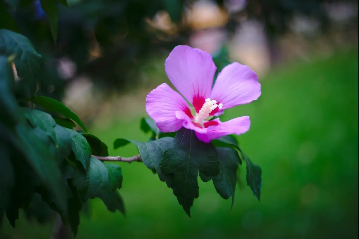 The ultimate guide to types of rose of Sharon flowers
