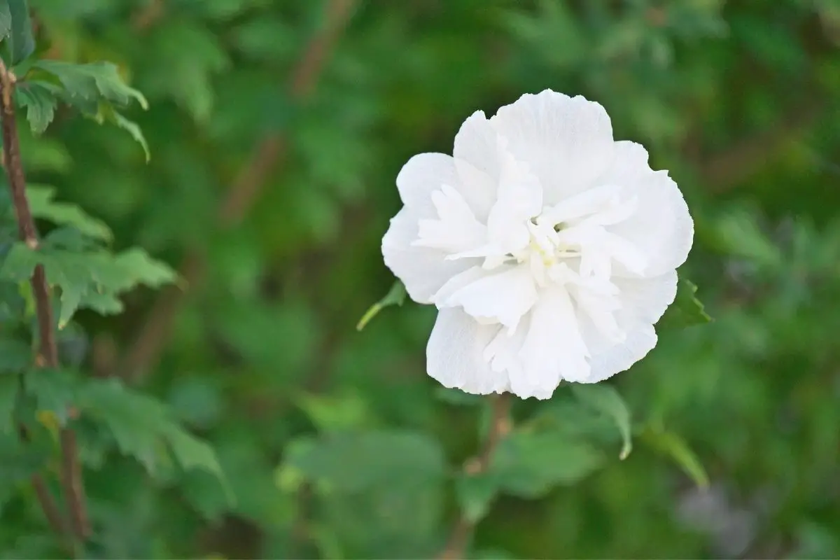 As Fresh As A Rose: The Ultimate Guide To Rose Of Sharon Flowers
