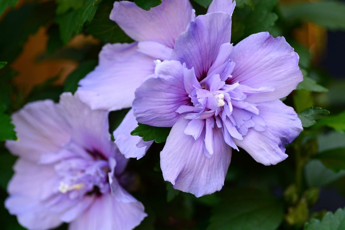 Lavender chiffon - types of rose of Sharon flowers
