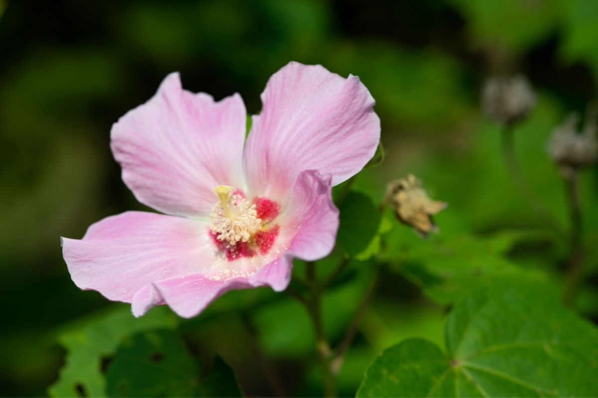 Rose mallow - types of rose of Sharon flowers 
