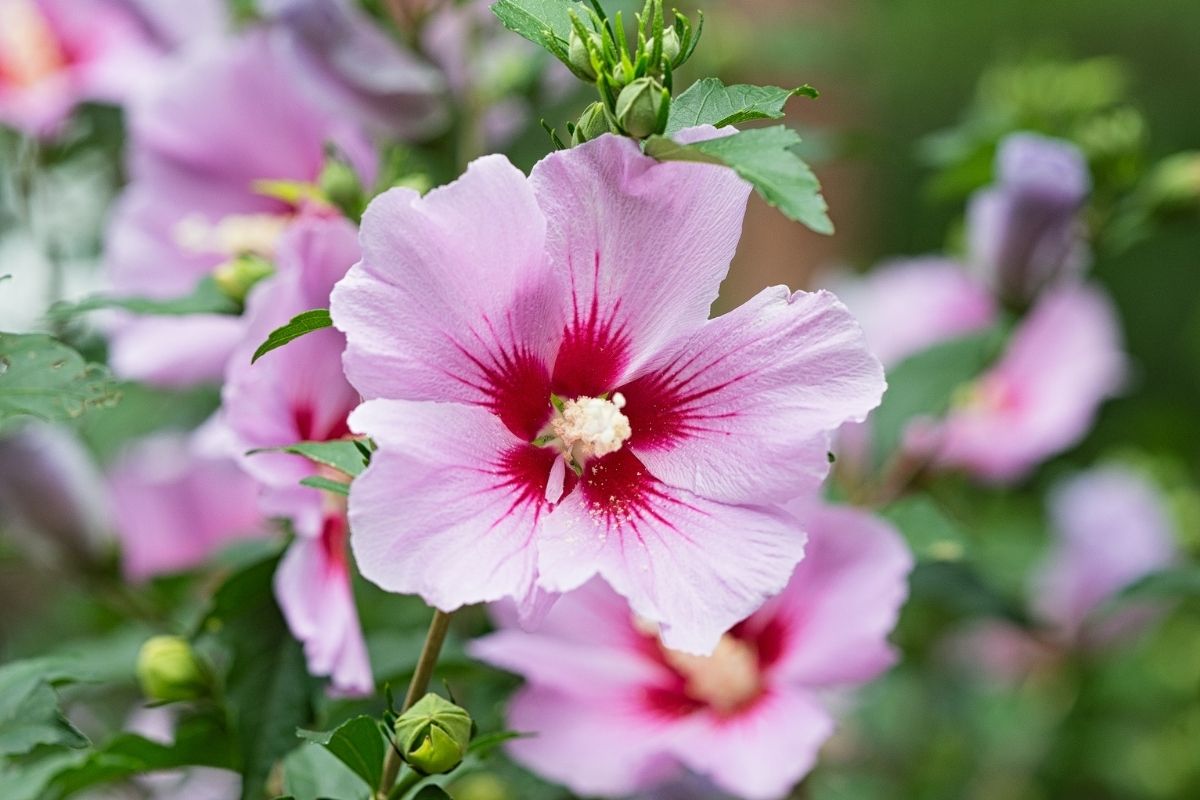 Orchid satin - types of rose of Sharon flowers 
