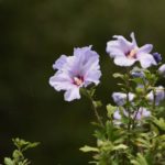 As Fresh As A Rose: 20 Different Types Of Rose Of Sharon Flowers
