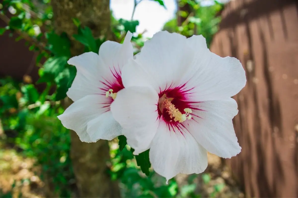Red heart - types of rose of Sharon flowers