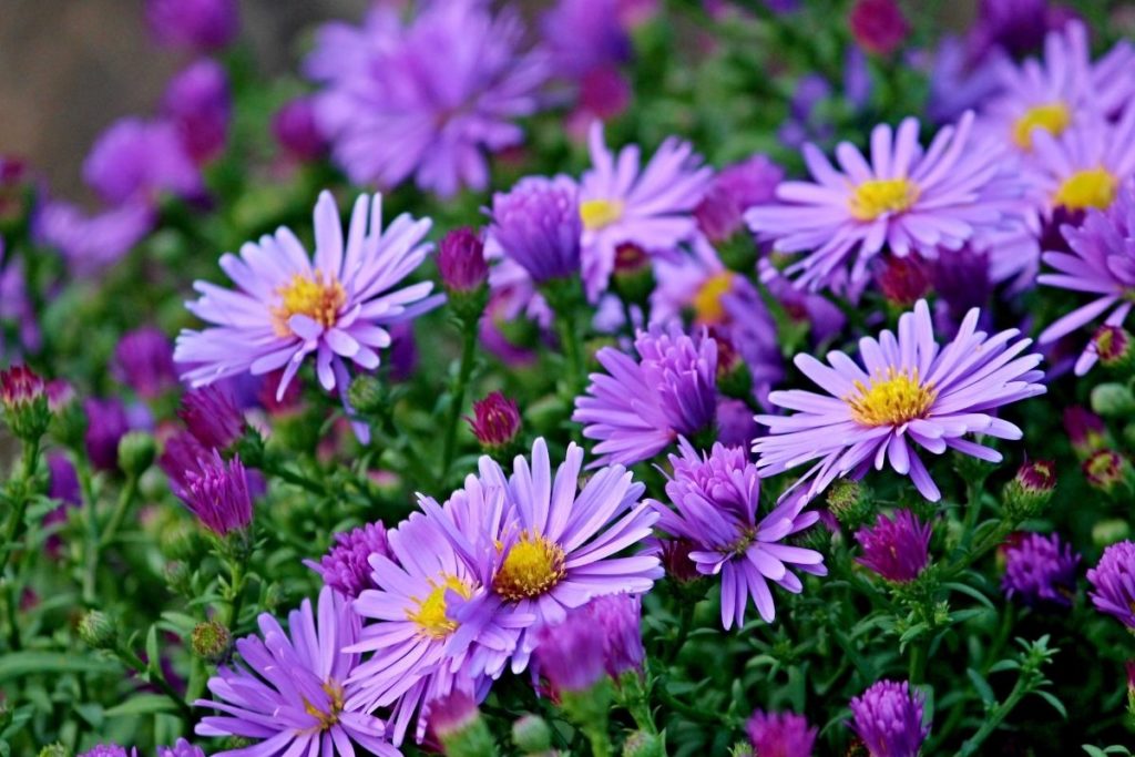 Types Of Daisies-Aster