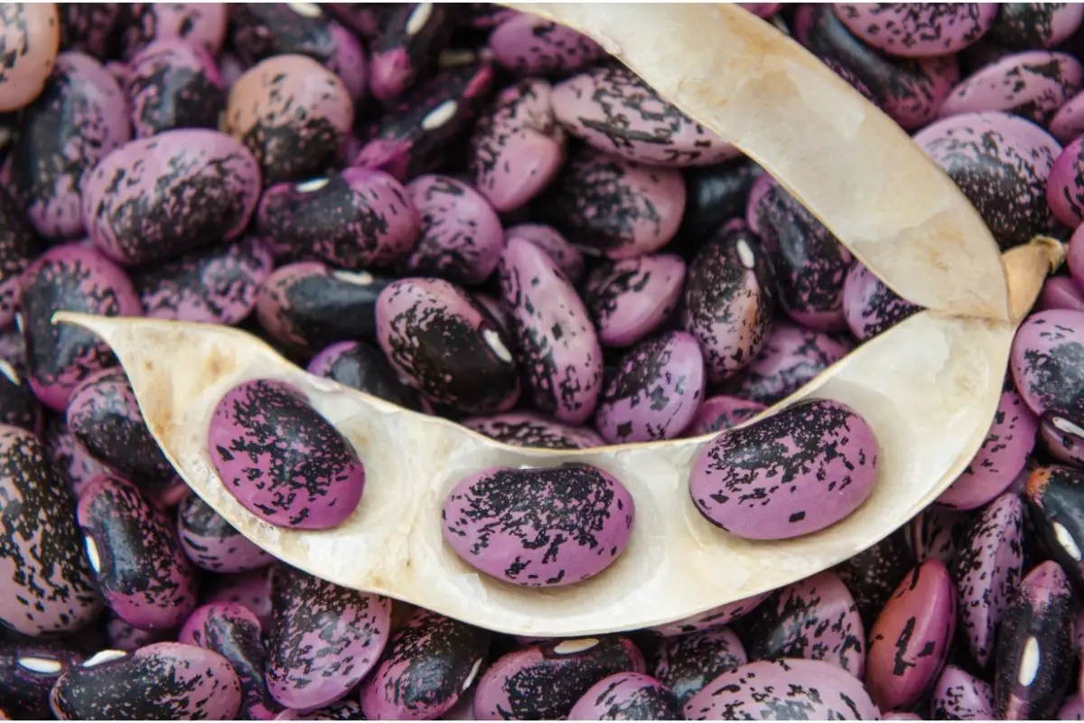 Ayocote morado (purple runner beans)