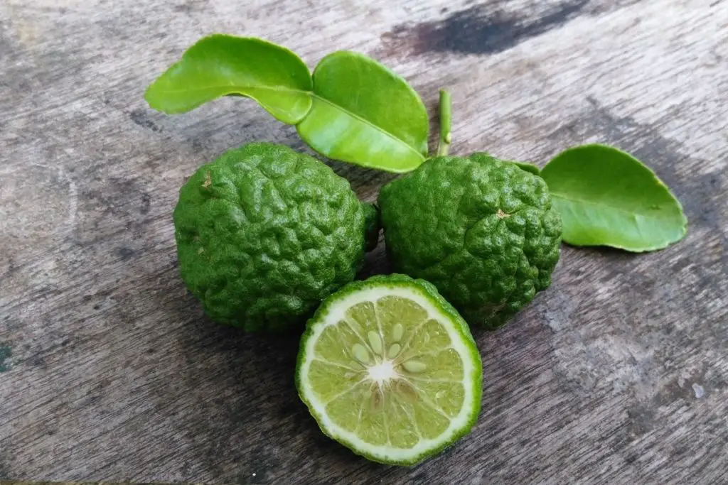 Bai Makrut (Kaffir Lime)