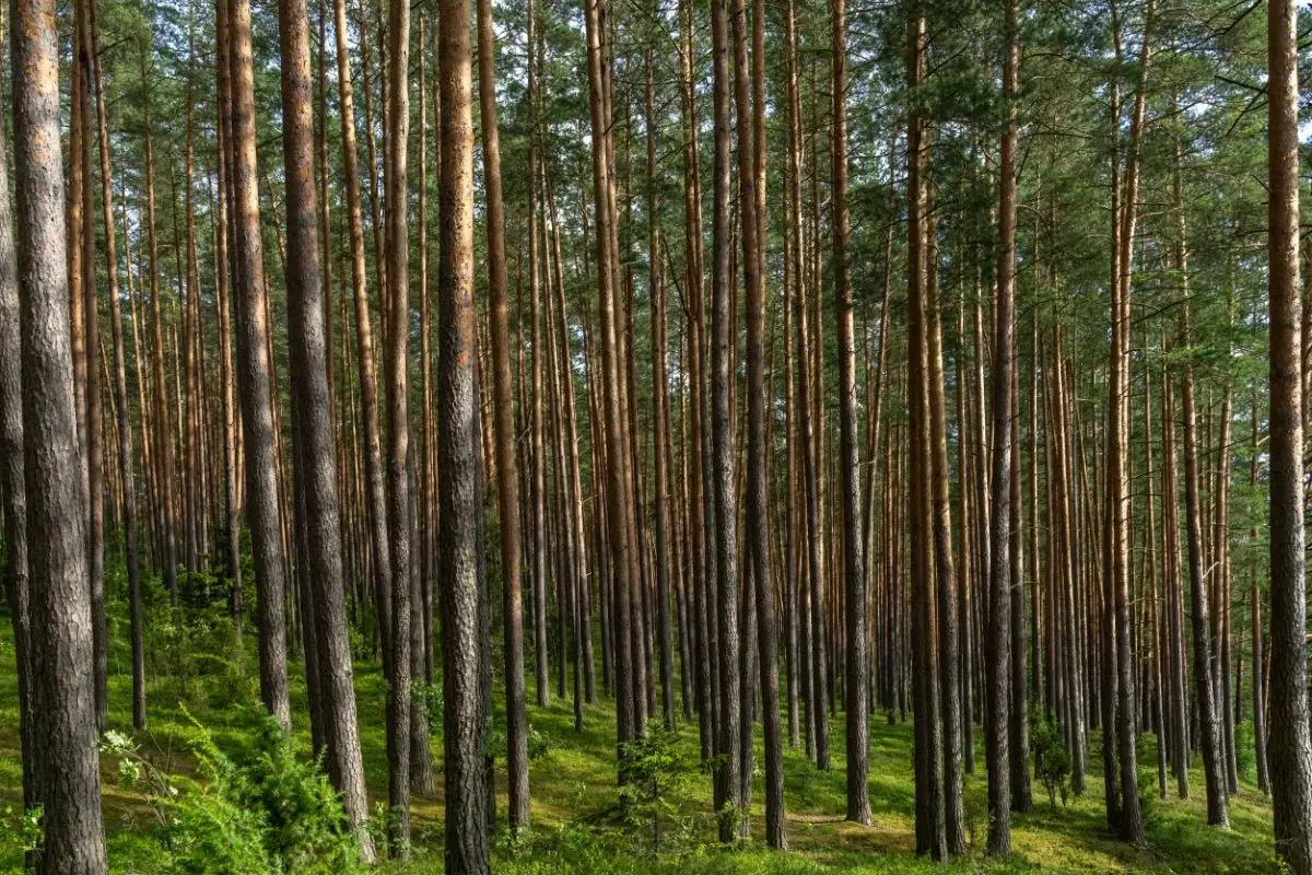 Baltic Pine